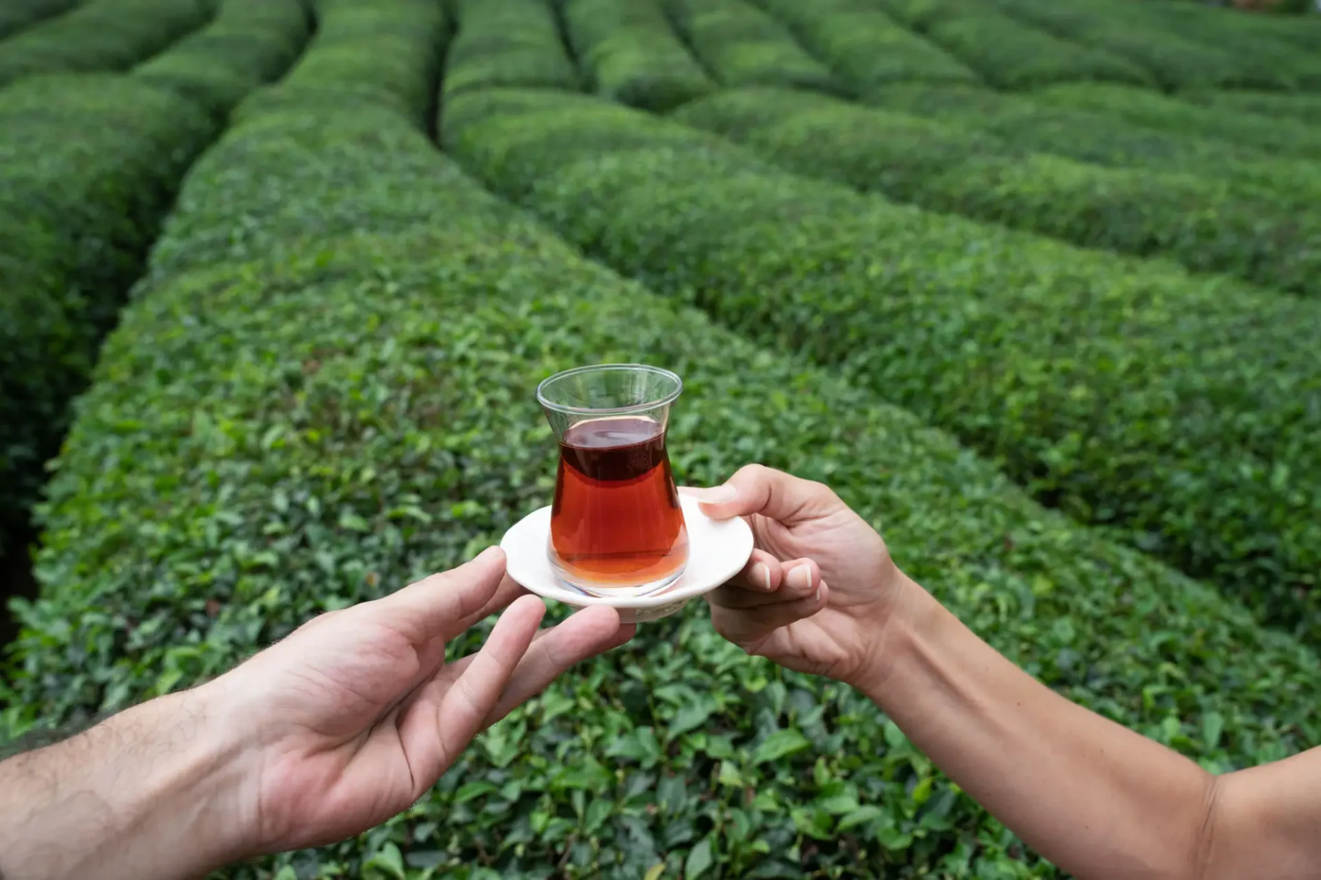 Two people holding a glass of tea over a green tea plantation.